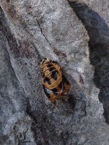 ladybug leaves be- hind old life, a crusty shell abandoned, renewed